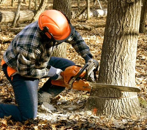 Tree Removal in Kismet, KS